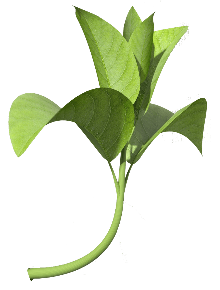 A pic of a seeding plant